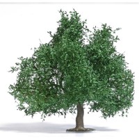 Arbre fruitier été 95mm