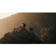 DJI Air 3 Fly more combo (DJI RC 2) SUR-COMMANDE