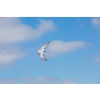 Blade FPV Manta BNF-Basic
