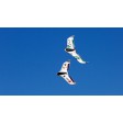 E-flite Aile volante C-Ray 180 PNP