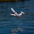 E-flite ICON A5 BNF-Basic