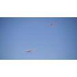 Parkzone Ka-8 planeur PNP