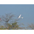 VOLANTEX RC RANGER 600 Gyro planeur 600mm EPP - Prêt à voler SUR-COMMANDE