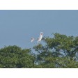VOLANTEX RC RANGER 600 Gyro planeur 600mm EPP - Prêt à voler SUR-COMMANDE