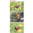 DRONE WALKERA QR LADYBIRD V2 VERT DEVO 4 MODE 1 RTF