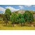 Arbres de forêt mixte 60-120mm ‐ assortiment 20pcs