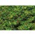 Flocage Vert fleuri 30 g Faller